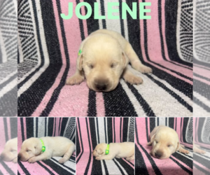 Medium Labrador Retriever
