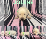Puppy Jolene Labrador Retriever