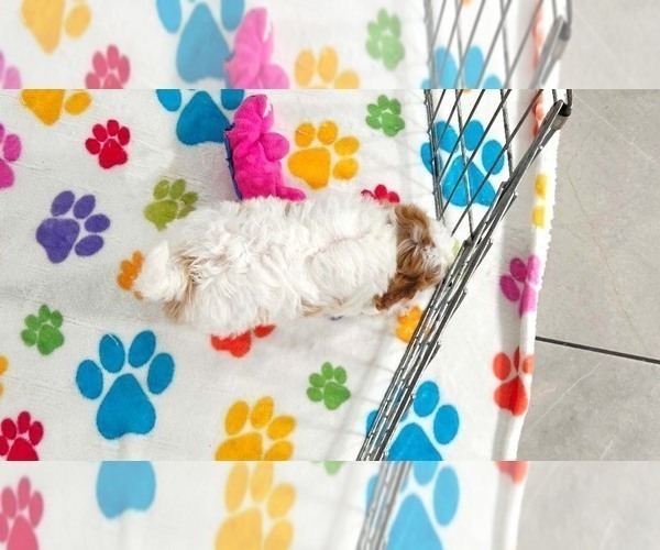 Medium Photo #9 Cavapoo (Miniature)-Poodle (Toy) Mix Puppy For Sale in ORO VALLEY, AZ, USA