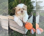 Small Photo #3 Shih Tzu Puppy For Sale in MIDDLEBURY, IN, USA