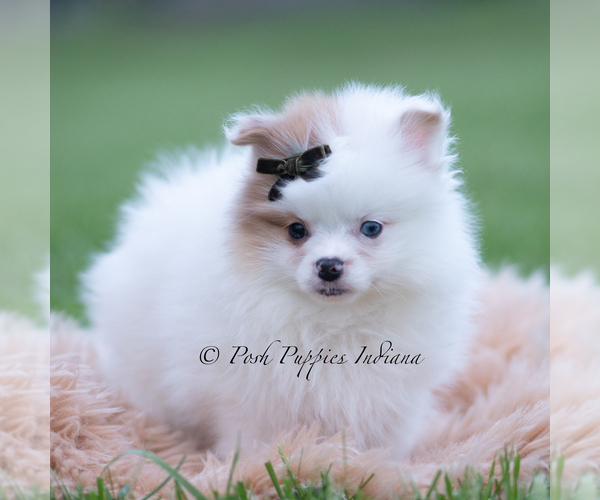 Medium Photo #2 Pomeranian Puppy For Sale in WARSAW, IN, USA