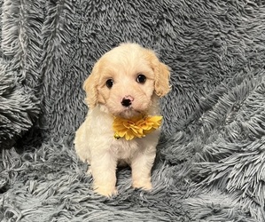 Cavapoo Puppy for sale in JEFFERSONVILLE, IN, USA