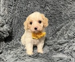 Image preview for Ad Listing. Nickname: George