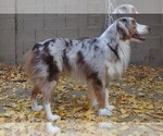 Small Photo #1 Miniature Australian Shepherd Puppy For Sale in CLOVIS, CA, USA