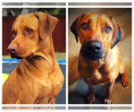 Small Photo #1 Rhodesian Ridgeback Puppy For Sale in FORT WORTH, TX, USA