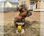 Small #9 Bullboxer Pit