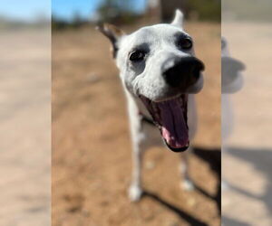 Yo-Yo - Male Mutt Dog for Adoption - Photo #9