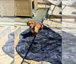 Small #3 Dachshund