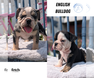 English Bulldog Puppy for Sale in GOSHEN, Indiana USA