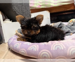 Medium Yorkshire Terrier