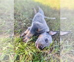 Small Mutt
