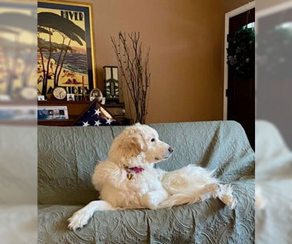 Medium Photo #8 Great Pyrenees Puppy For Sale in Spring, TX, USA