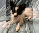 Small Photo #3 Papillon Puppy For Sale in BEAVERTON, OR, USA