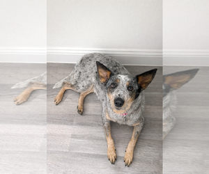 Mutt Dogs for adoption in Dallas, TX, USA