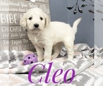 Small Photo #16 Goldendoodle Puppy For Sale in CEDAR GAP, MO, USA