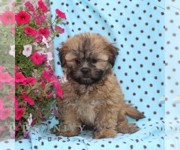 Medium Photo #1 Zuchon Puppy For Sale in RISING SUN, MD, USA