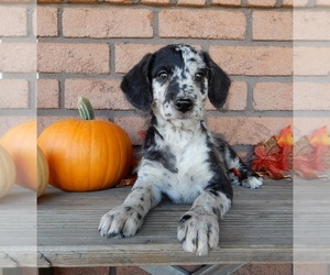 Labradoodle Puppy for sale in MILLERSBURG, OH, USA