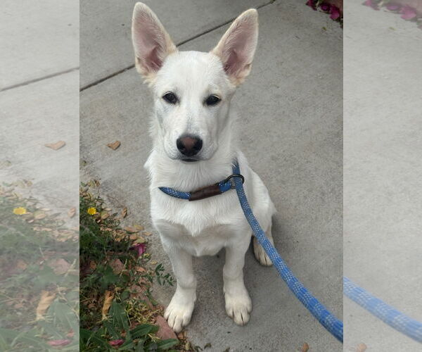 Medium Photo #2 Unknown-white german shepherd Mix Puppy For Sale in Newport Beach, CA, USA