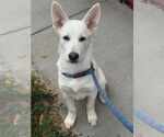 Small #1 white german shepherd Mix