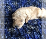 Small Photo #4 Labradoodle Puppy For Sale in MIFFLINBURG, PA, USA