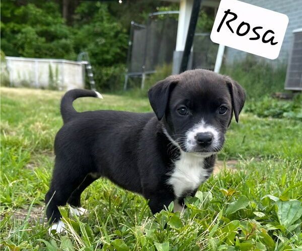Medium Photo #2 Labrador Retriever-Unknown Mix Puppy For Sale in Chester, VA, USA