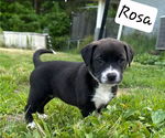 Small #1 Labrador Retriever Mix