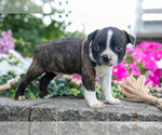 Small #2 Boston Terrier