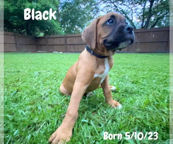 Medium Photo #7 Boxer Puppy For Sale in WEST COLUMBIA, SC, USA