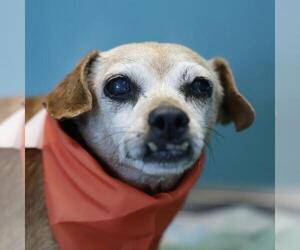 Chihuahua-Unknown Mix Dogs for adoption in San Antonio, TX, USA