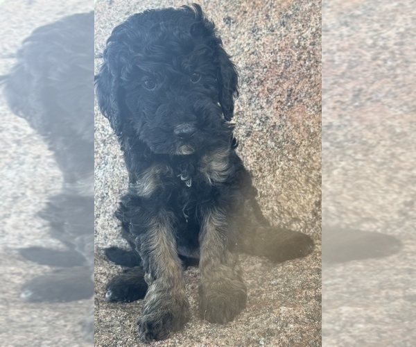 Medium Photo #18 Poodle (Miniature)-Poodle (Standard) Mix Puppy For Sale in LONGMONT, CO, USA