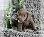 Small Photo #3 Labrador Retriever Puppy For Sale in RICHLAND, IA, USA