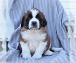 Small Saint Bernard