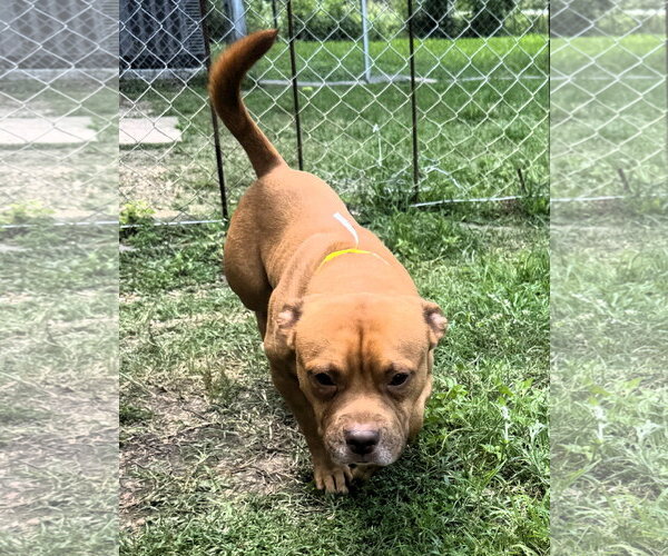 Medium Photo #3 Mutt Puppy For Sale in Houston, TX, USA