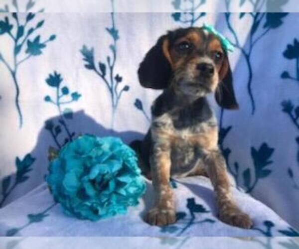 Medium Photo #1 Beagle Puppy For Sale in LAKELAND, FL, USA