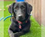 Small #7 Labrador Retriever Mix