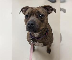 American Pit Bull Terrier-Unknown Mix Dogs for adoption in Center Township, PA, USA