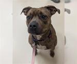 Small American Pit Bull Terrier Mix