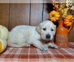 Small Photo #7 English Cream Golden Retriever Puppy For Sale in PEYTON, CO, USA