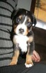 Small Photo #2 Greater Swiss Mountain Dog Puppy For Sale in CLINTON, AR, USA