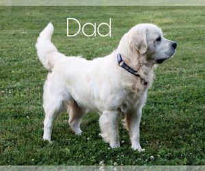Father of the English Cream Golden Retriever puppies born on 06/26/2021