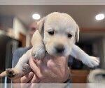 Small #6 Labrador Retriever