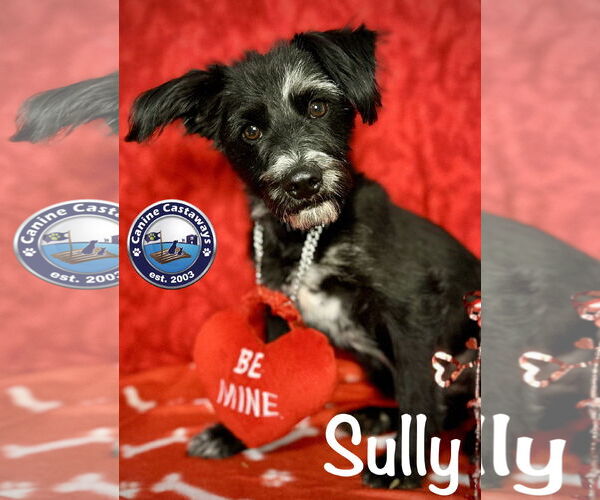 Medium Photo #9 Mutt Puppy For Sale in Arcadia, FL, USA