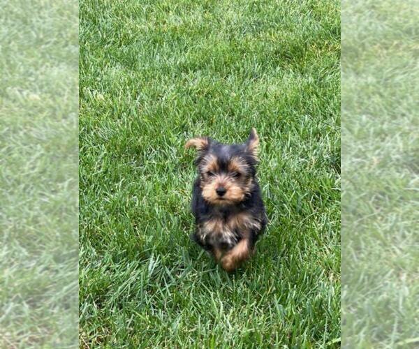 Medium Photo #5 Yorkshire Terrier Puppy For Sale in BALTIMORE, MD, USA