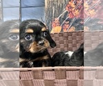 Small Photo #8 Cavalier King Charles Spaniel Puppy For Sale in SOUTH ORANGE, NJ, USA