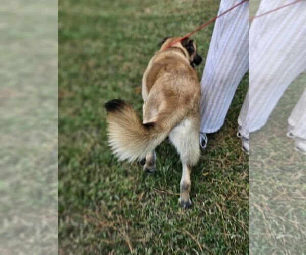 Medium Photo #25 Black Mouth Cur-Unknown Mix Puppy For Sale in Wakefield, RI, USA