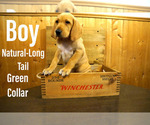 Puppy 9 German Shorthaired Lab