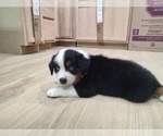 Small Photo #17 Australian Shepherd Puppy For Sale in TUSCUMBIA, AL, USA
