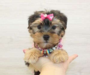 Yorkshire Terrier Puppy for sale in LAS VEGAS, NV, USA