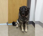 Small #6 Norwegian Elkhound