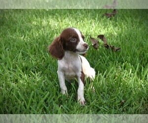 Brittany Puppy for sale in FITZGERALD, GA, USA